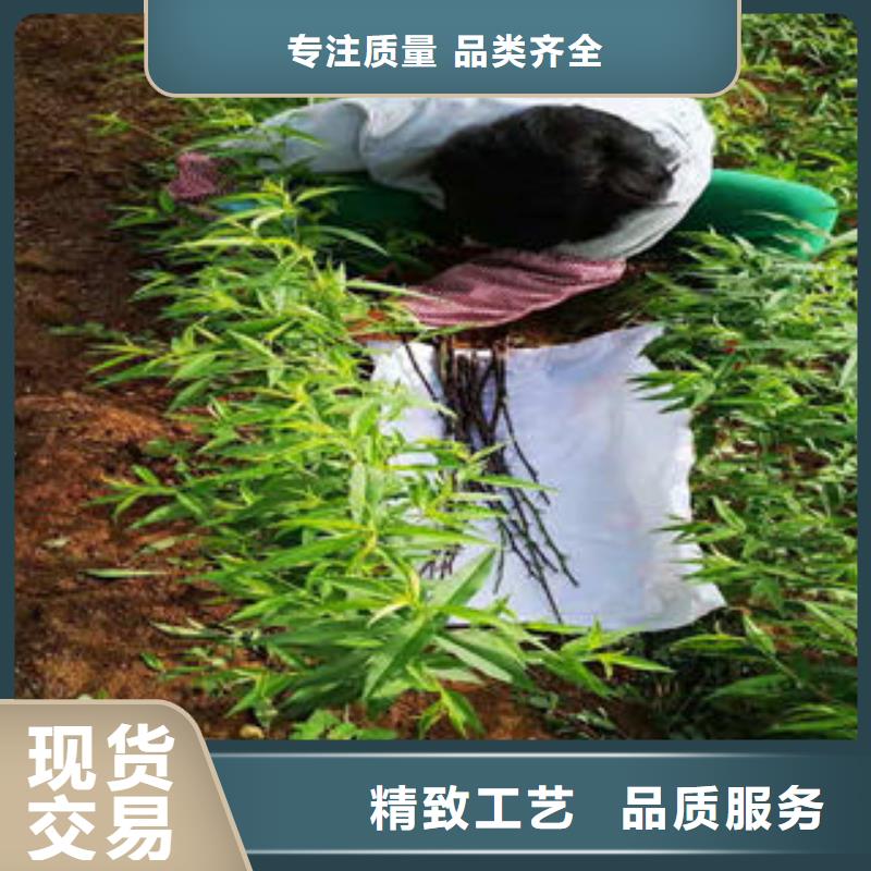 桃树苗核桃苗行业优选