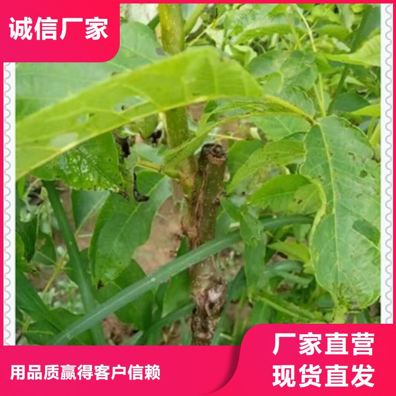 【核桃苗李子苗懂您所需】