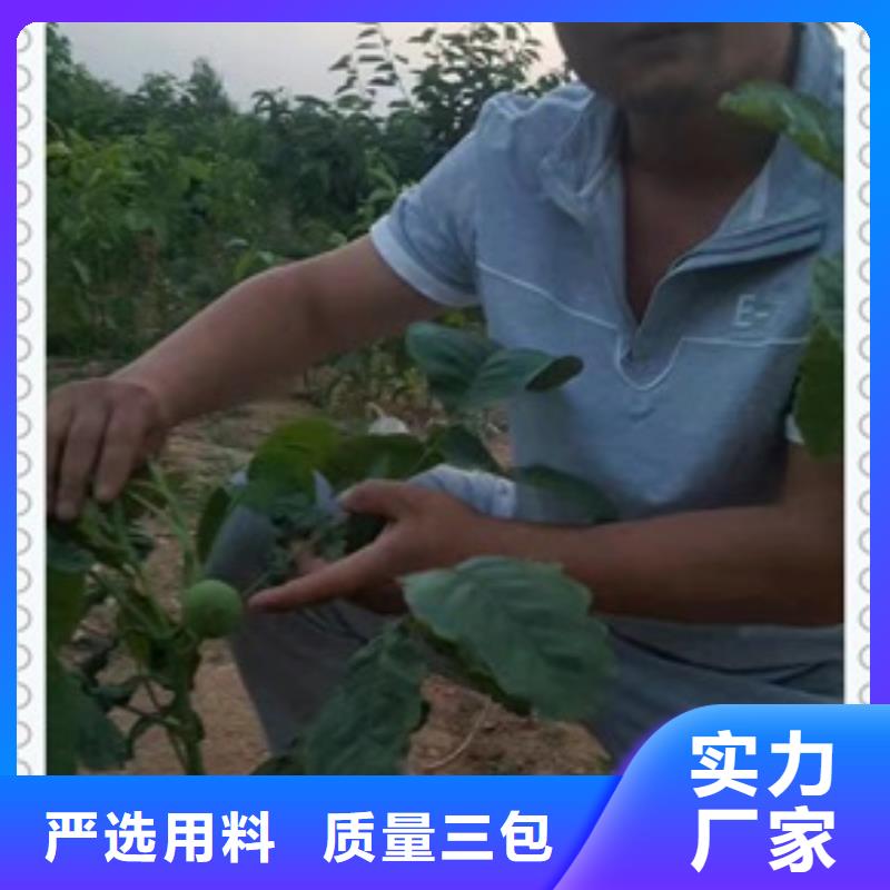 核桃苗桃树苗质量层层把关