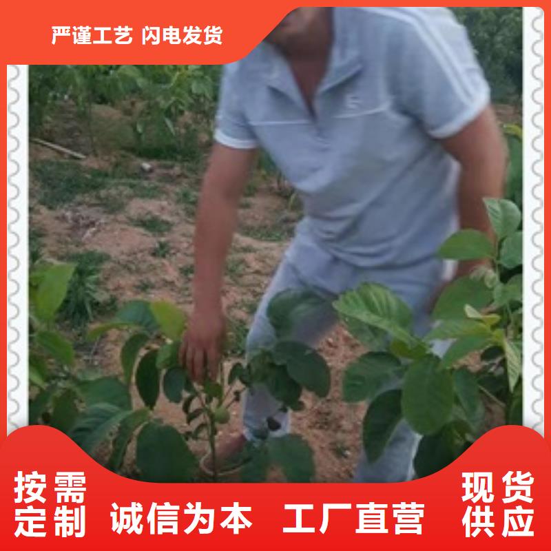 【核桃苗蓝莓苗快速发货】