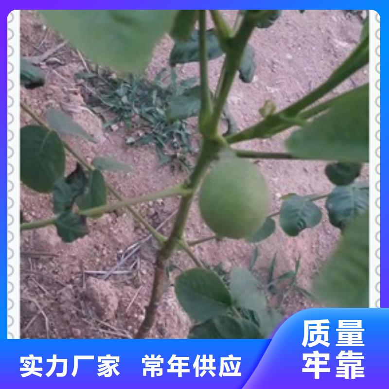 【核桃苗李子苗懂您所需】