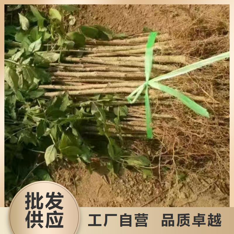 【花椒苗】桃树苗规格型号全