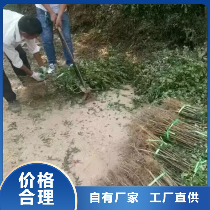 花椒苗板栗苗销售的是诚信