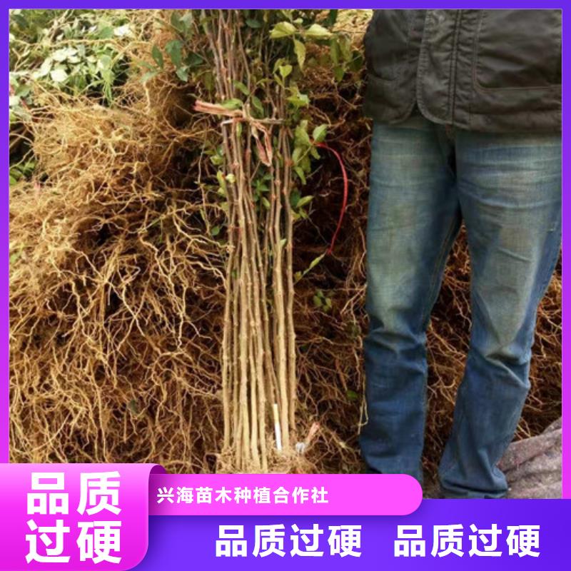 【花椒苗】桃树苗规格型号全