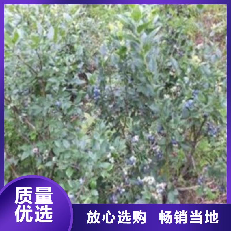 蓝莓苗【山楂苗】厂家直销大量现货