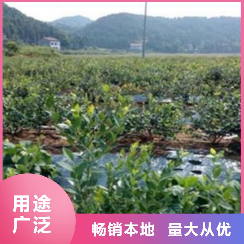 蓝莓苗【苹果苗】资质认证