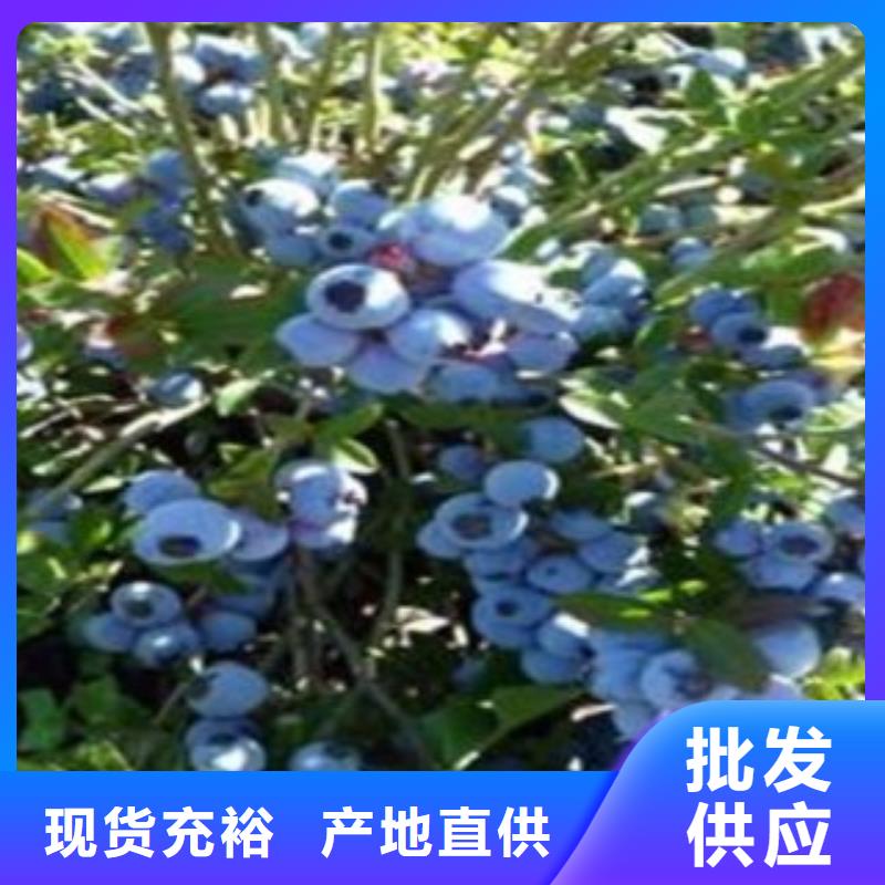 蓝莓苗【山楂苗】厂家直销大量现货