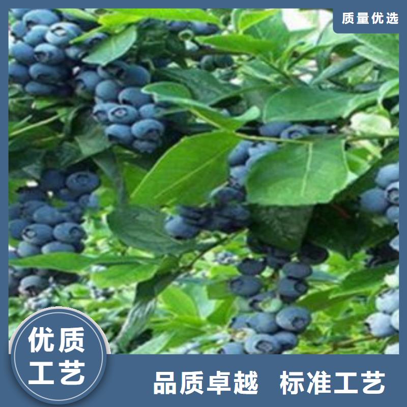 蓝莓苗【山楂苗】厂家直销大量现货