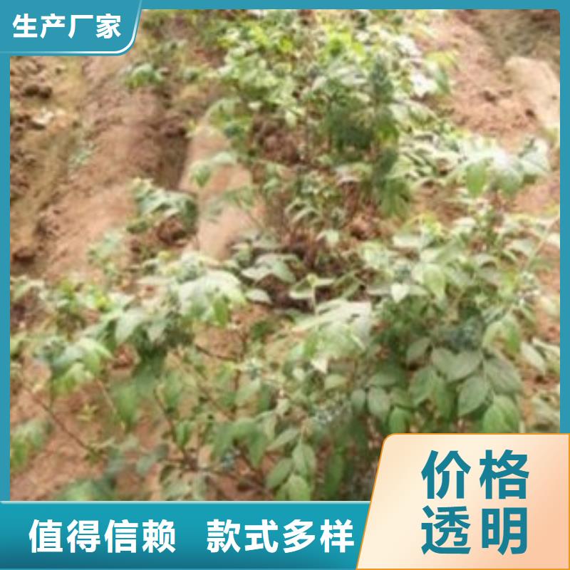 蓝莓苗【山楂苗】厂家直销大量现货