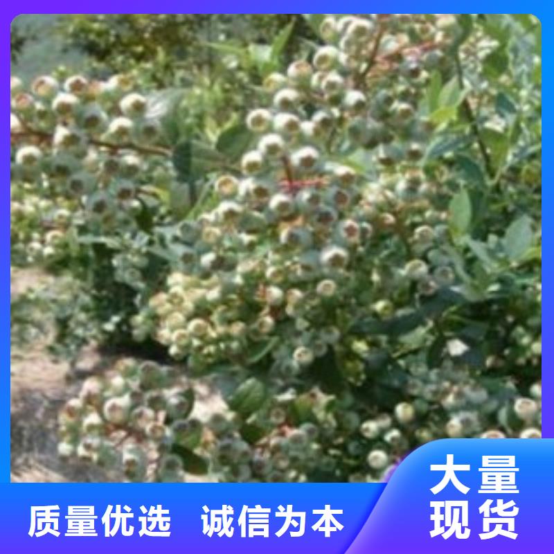 蓝莓苗【山楂苗】厂家直销大量现货