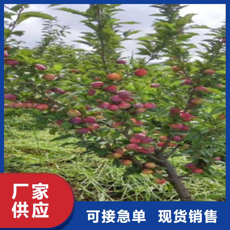 【李子苗,花椒苗优选好材铸造好品质】