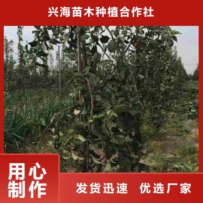 苹果苗核桃苗好厂家有担当