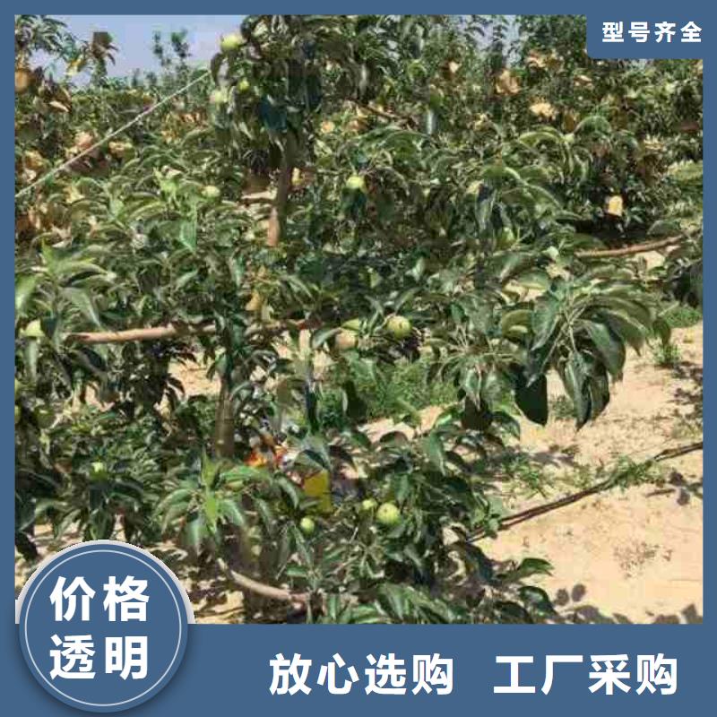 苹果苗核桃苗定金锁价