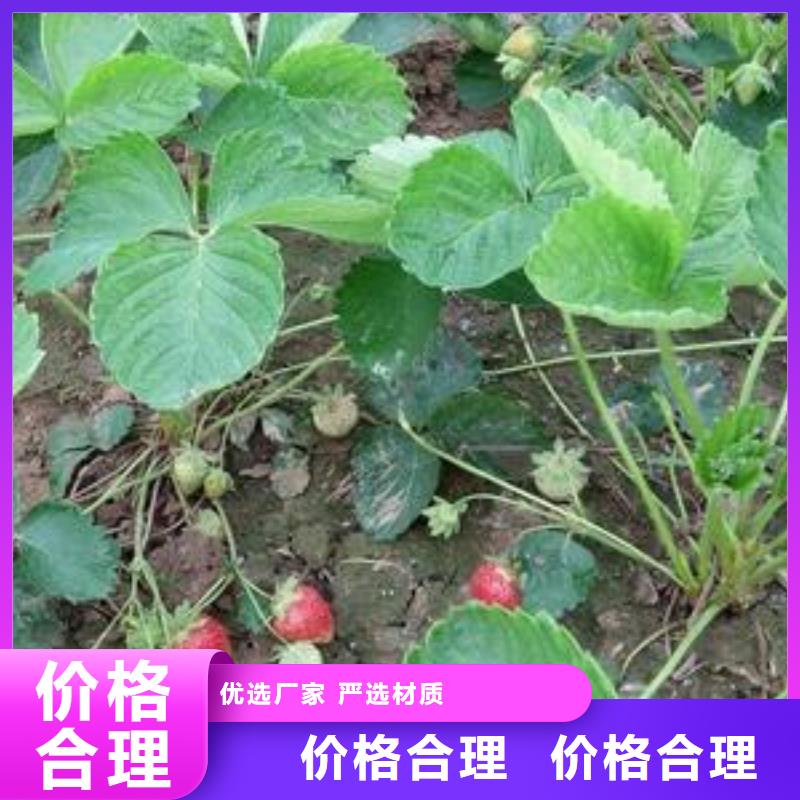 【草莓苗】板栗苗客户信赖的厂家