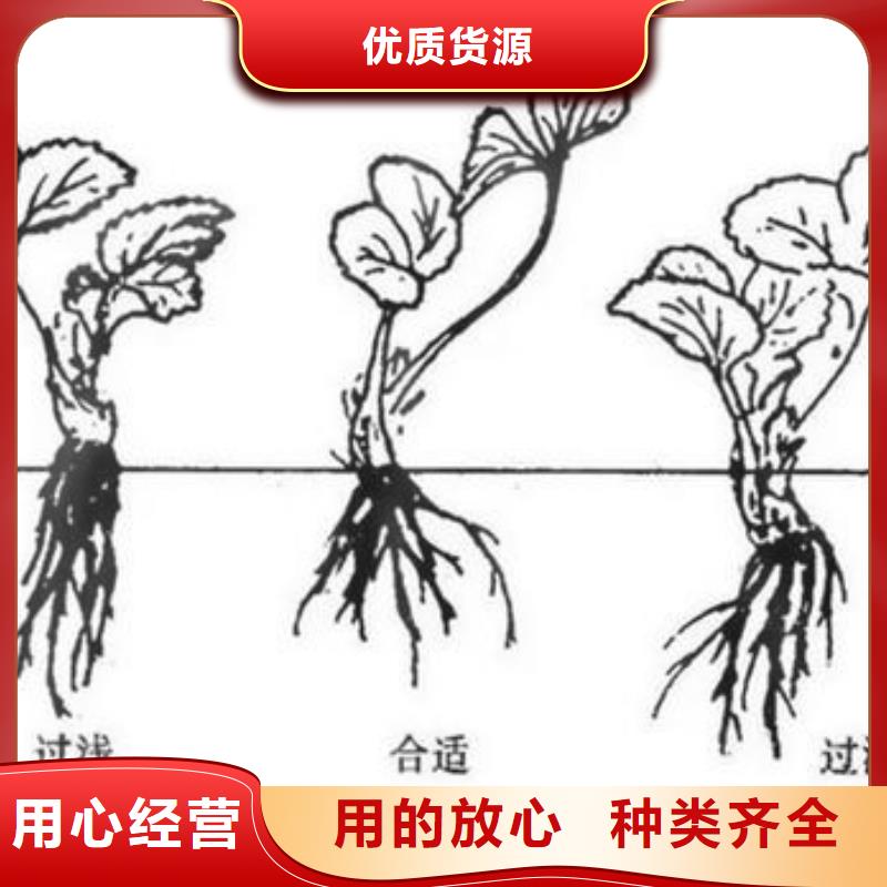 【草莓苗】板栗苗客户信赖的厂家