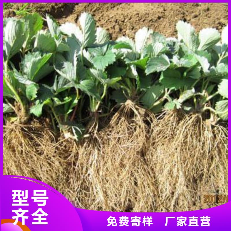 【草莓苗】板栗苗客户信赖的厂家