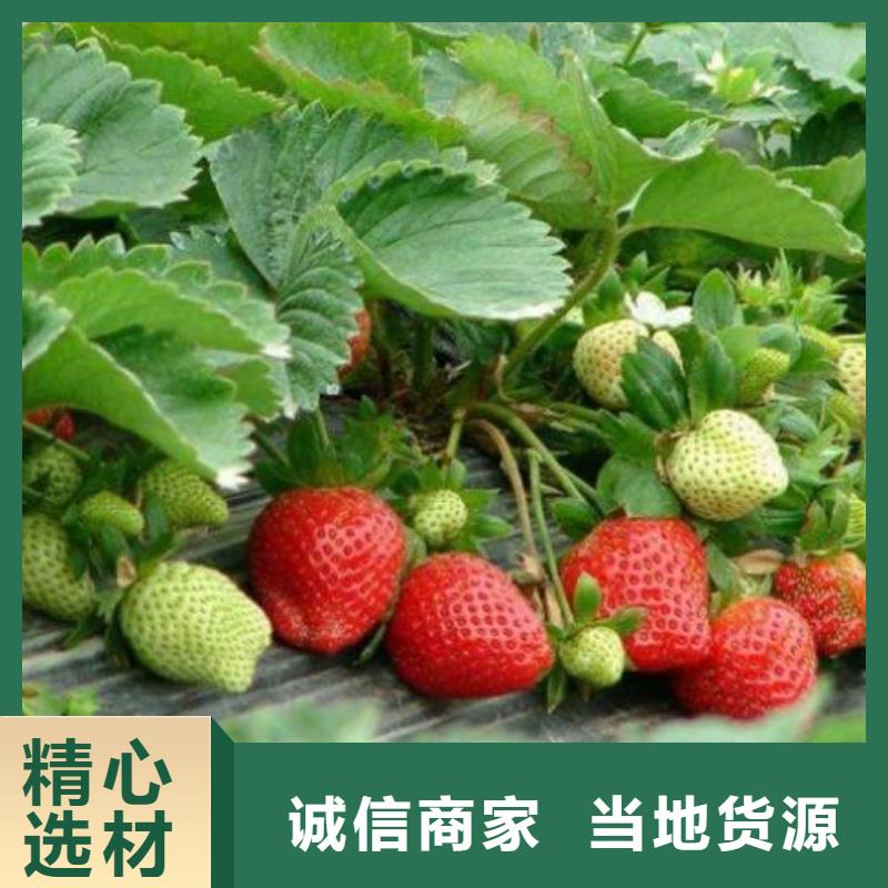 【草莓苗】板栗苗客户信赖的厂家