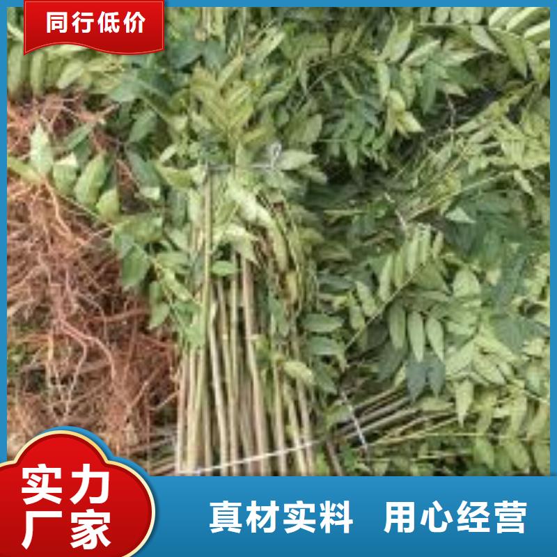 香椿苗【桃树苗】分类和特点