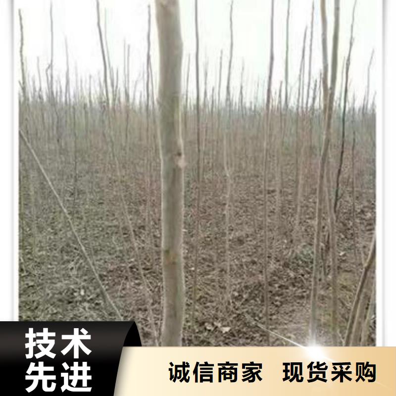 香椿苗【桃树苗】分类和特点