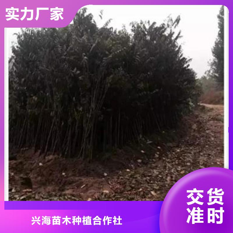 【香椿苗山楂苗质量层层把关】