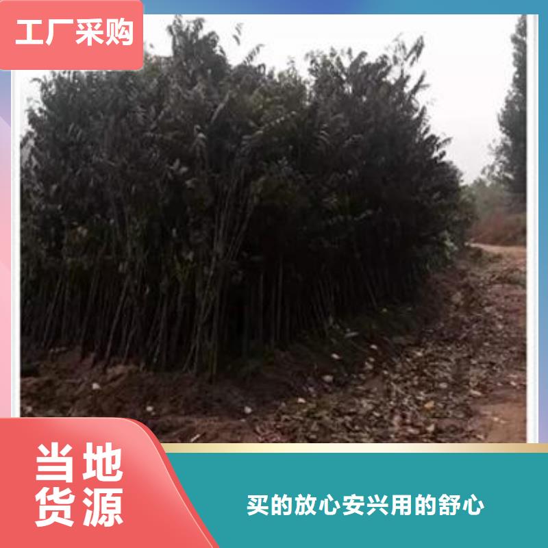 香椿苗桃树苗准时交付