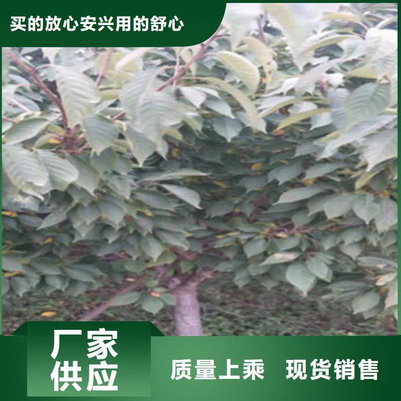 樱花_泰山景松造型景松为您提供一站式采购服务