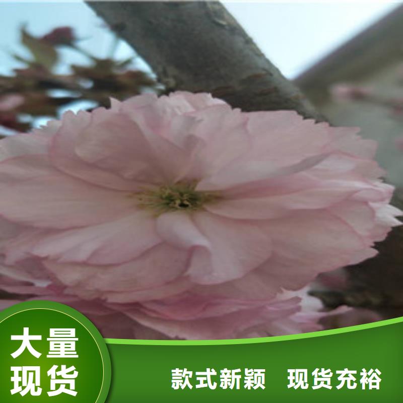 樱花蓝莓苗严选用料