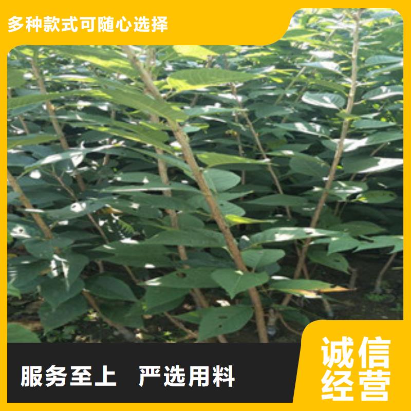 樱花蓝莓苗严选用料