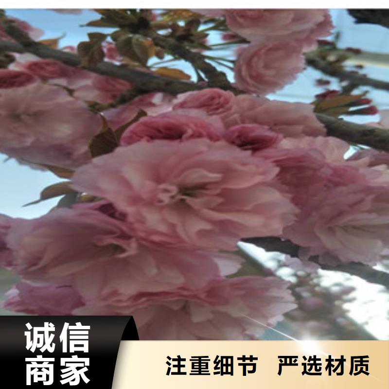 樱花蓝莓苗追求品质