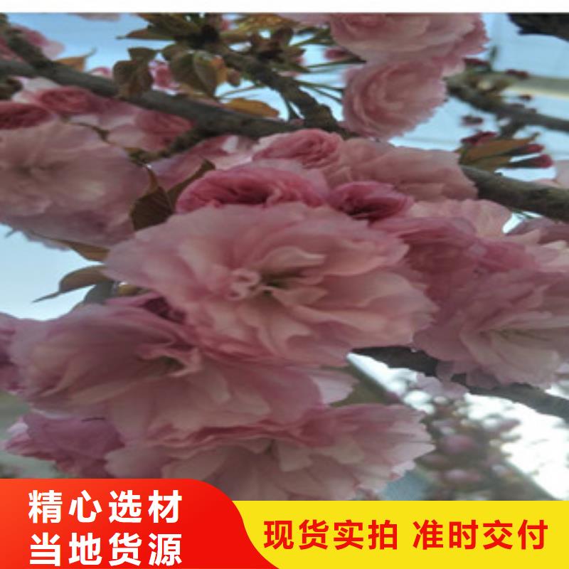 【樱花】绿化树绿化工程低价货源