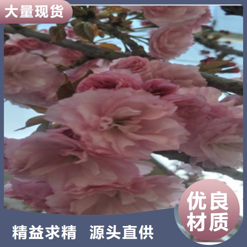 【樱花】,占地果树多年经验值得信赖