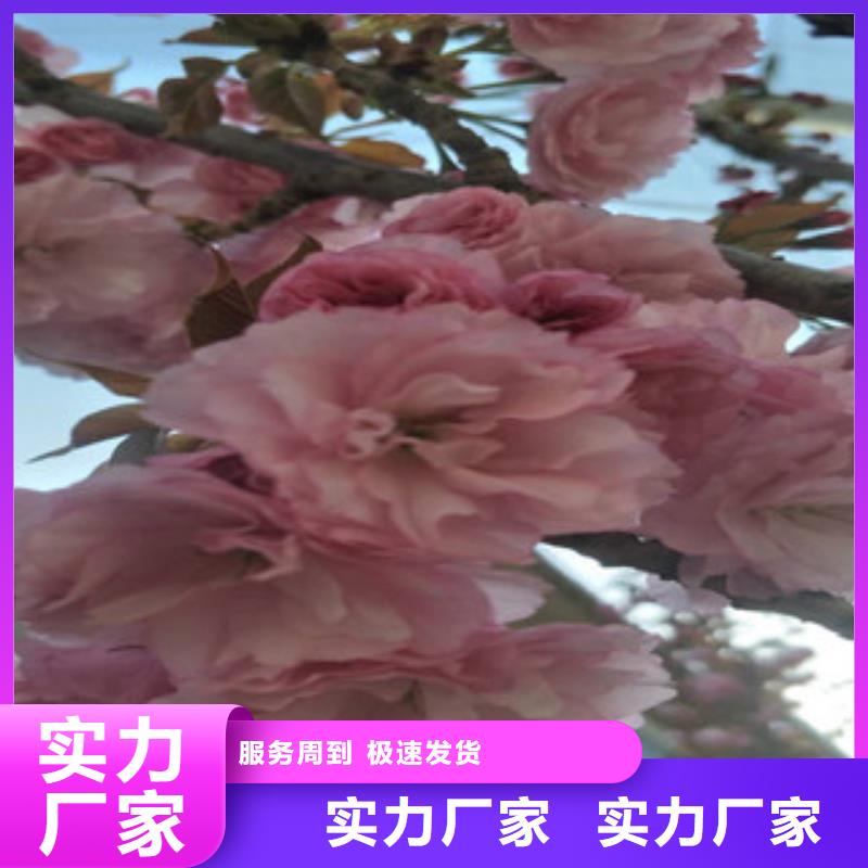 樱花蓝莓苗追求品质