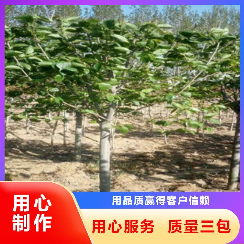 【樱花】核桃苗樱花苗长果桑树苗严选材质