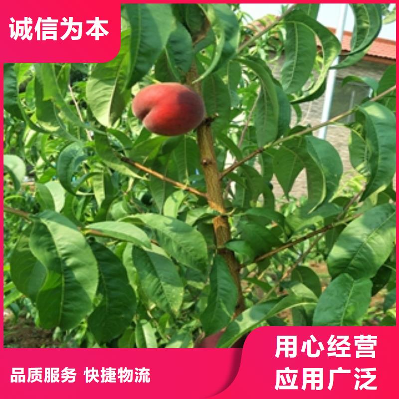 桃树蓝莓苗定制不额外收费