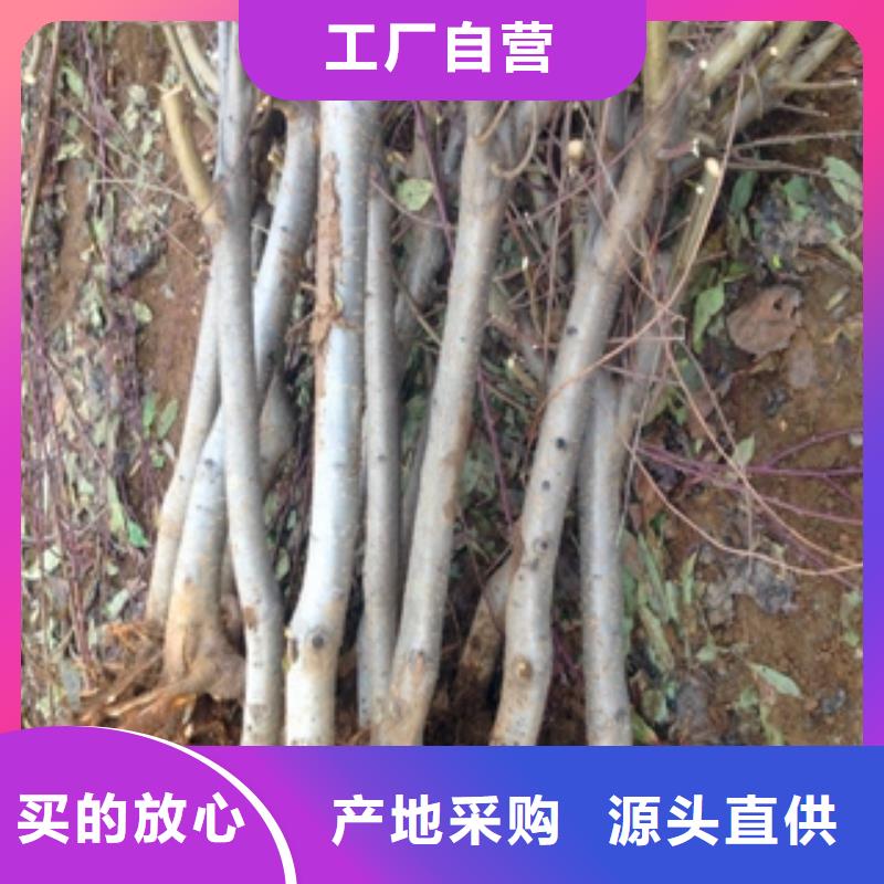 桃树蓝莓苗定制不额外收费