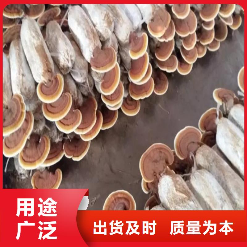 灵芝孢子粉礼盒口碑良好