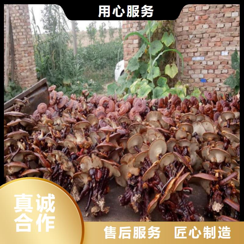 灵芝孢子定做_云海灵芝种植专业合作社