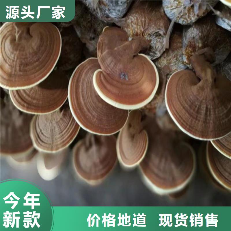 破壁灵芝孢子粉质量好