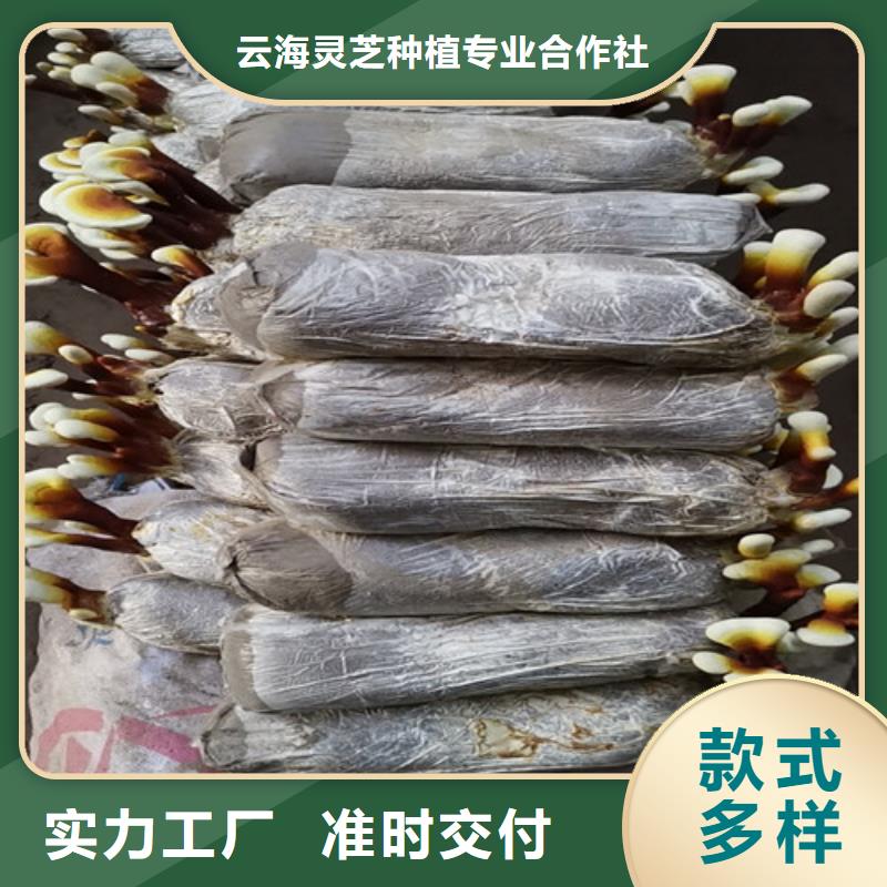 
灵芝粉
价格美丽