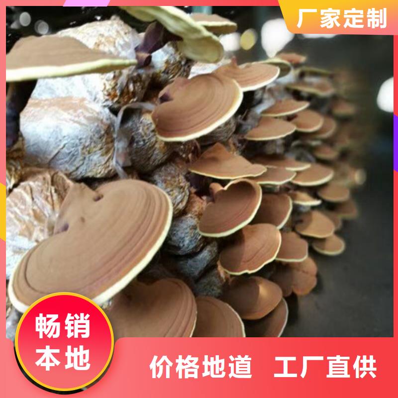 现货供应灵芝孢子粉_品牌厂家