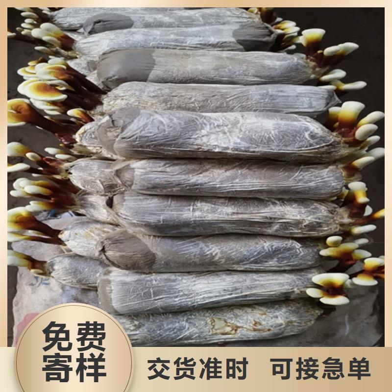 破壁灵芝粉-物优价廉