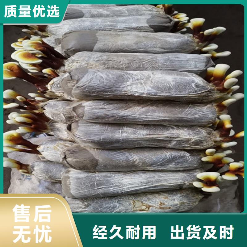 破壁灵芝粉批发价格