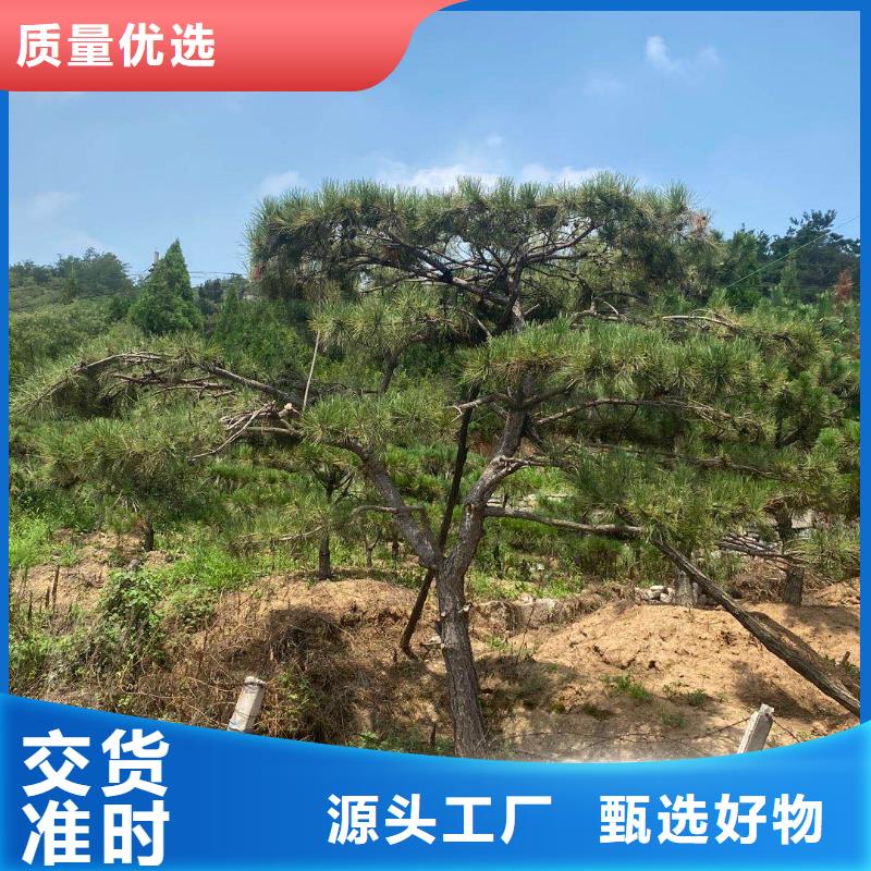 造型松盆景24小时下单发货