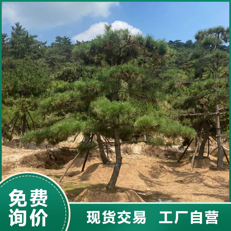 造型松盆景24小时下单发货