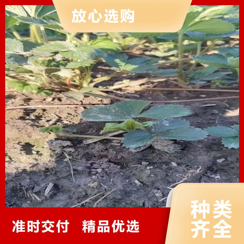 【草莓苗】大棚草莓苗支持大小批量采购