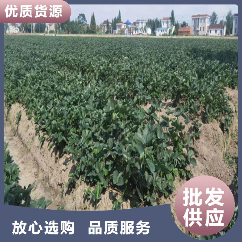 【草莓苗】大棚草莓苗支持大小批量采购