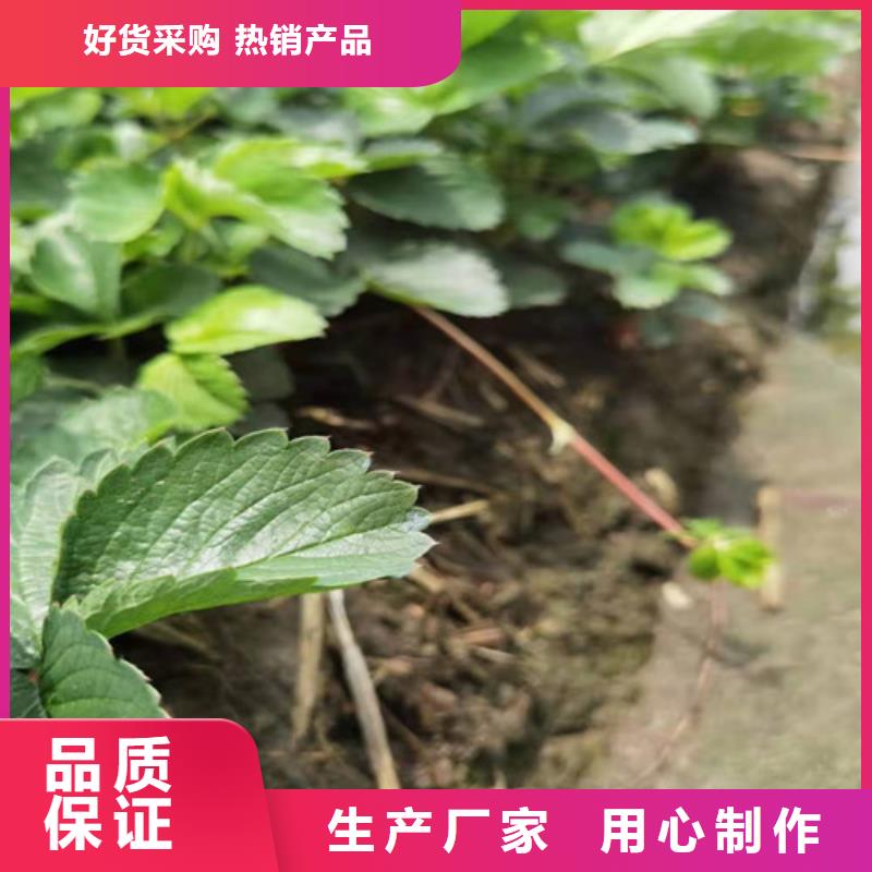 【草莓苗】板栗苗选择我们选择放心