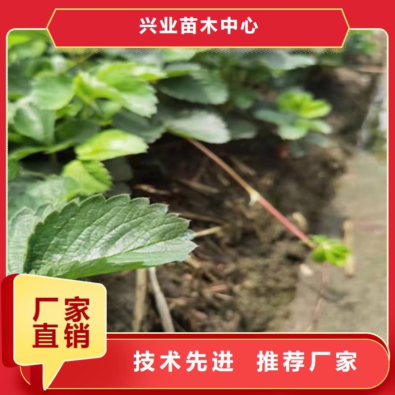 草莓苗_苹果苗粘木质量层层把关