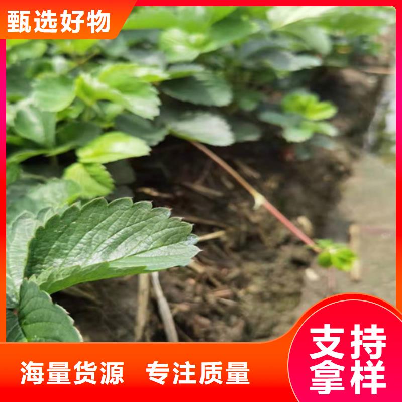 草莓苗蓝莓苗供您所需