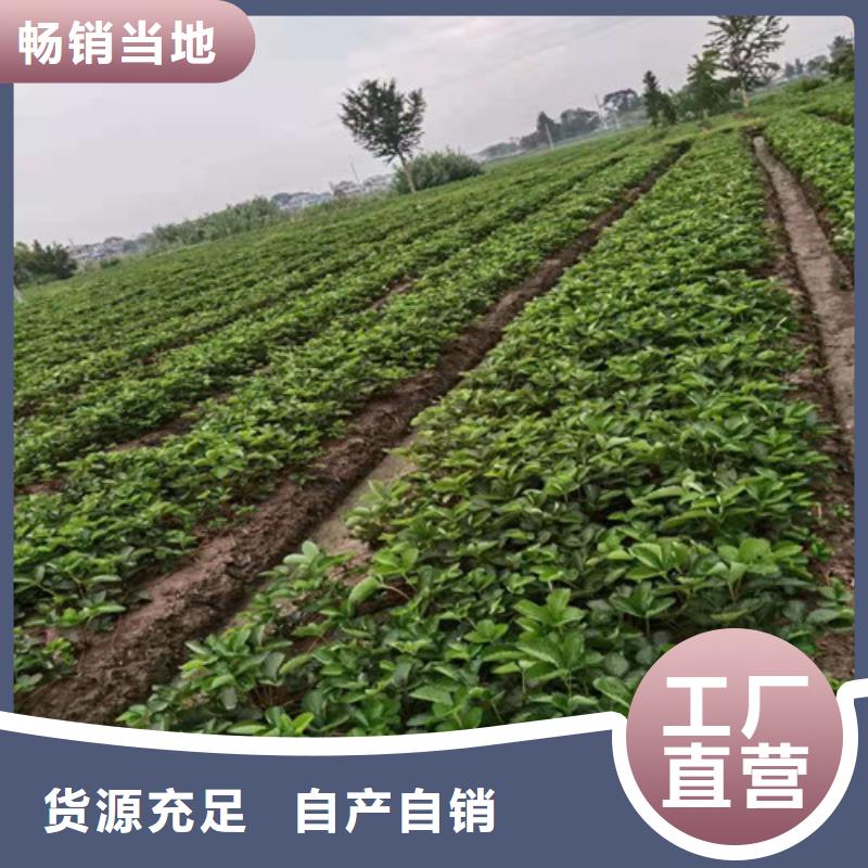 草莓苗_苹果苗粘木质量层层把关